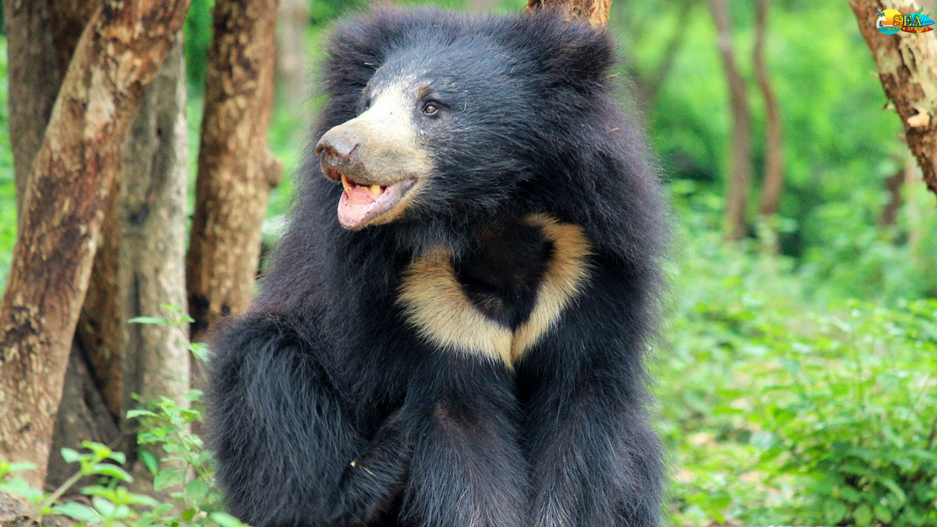 ratanmahal sloth bear sanchury